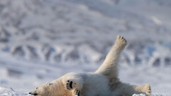 Kelelahan ya? Foto: Comedy Wildlife Photogaphy
