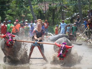Serunya Barapan Kebo di Festival Pesona Moyo 2018