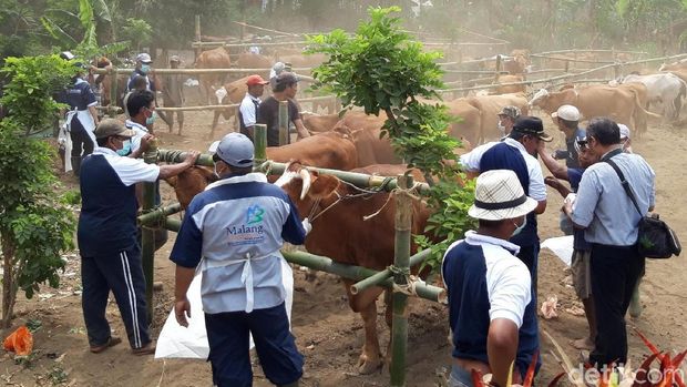 Secuil Potret Desa Wonoayu dalam Wujudkan Jatim Lumbung Sapi Nasional