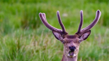 Seekor rusa dengan ekspresi kocak. Foto: Comedy Wildlife Photogaphy