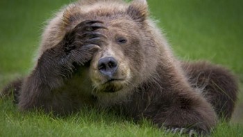 Beruang sedang pusing memikirkan beban hidup. Foto: Comedy Wildlife Photogaphy