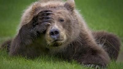 Deretan Finalis Foto Komedi Hewan Bikin Terpingkal (II)