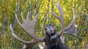 Rusa sedang bernyanyi. Foto: Comedy Wildlife Photogaphy