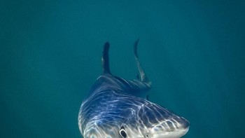 Ikan hiu tersenyum. Foto: Comedy Wildlife Photogaphy