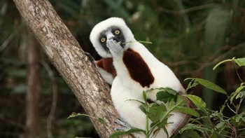 Kenapa tertawa malu-malu? Foto: Comedy Wildlife Photogaphy