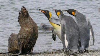 Ekspresi kocak para hewan laut tampak berbincang. Foto: Comedy Wildlife Photogaphy