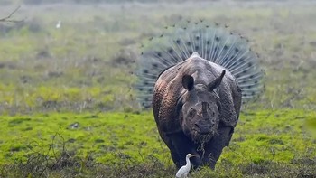 “Standar dari foto ini naik terus setiap tahun. Humornya selalu brilian,” sebut Tom Sullum. salah satu penggagas penghargaan fotografi kocak ini. Tampak seekor badak dan merak bersatu menghasilkan foto lucu. Foto: Comedy Wildlife Photogaphy