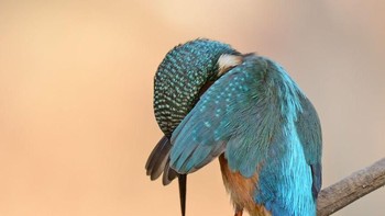 Burung yang kurang percaya diri. Foto: Comedy Wildlife Photogaphy