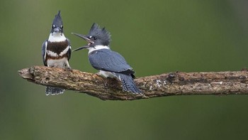 Seekor burung sedang ceramah pada pasangannya. Foto: Comedy Wildlife Photogaphy