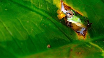 Katak mata-mata? Foto: Comedy Wildlife Photogaphy