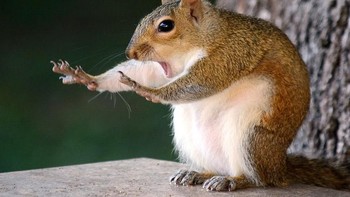 Comedy Wildlife Photography Awards adalah kontes yang menangkap kelucuan hewan di alam liar. Tahun ini, diumumkan finalis dari ribuan foto yang sudah masuk. Tampak si tupai seperti sedang menenangkan massa. Foto: Comedy Wildlife Photogaphy
