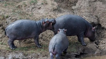Wah kelaparan ya? Foto: Comedy Wildlife Photogaphy