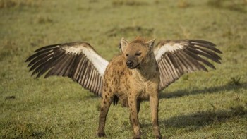 Pas sekali angle pengambilan fotonya. Foto: Comedy Wildlife Photogaphy