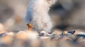 Mama..mama... Foto: Comedy Wildlife Photogaphy