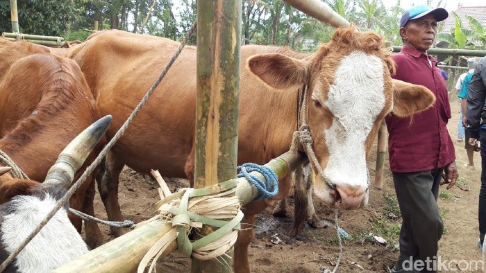 Jatim Lumbung Sapi Nasional