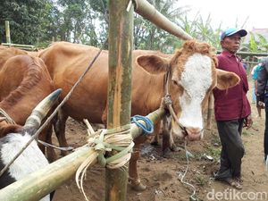 Jatim Butuh 7,2 Juta Dosis Vaksin Atasi Kasus PMK
