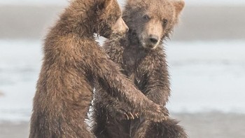Senangnya berdansa. Foto: Comedy Wildlife Photogaphy