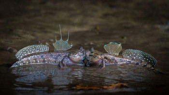 Seperti berciuman. Ada dua tujuan diadakannya kontes foto ini. Foto: Comedy Wildlife Photogaphy