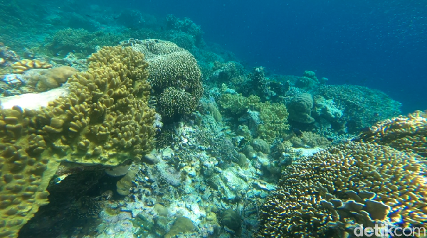 Bawah laut memang menjadi suguhan utama dari Wakatobi. Tak ayal, bawah lautnya yang indah menjadikan Wakatobi sebagai salah satu destinasi bawah laut terbaik di Indonesia sekaligus memasukannya dalam daftar 10 Bali Baru oleh pemerintah (Zaky Fauzi Azhar/detikTravel)