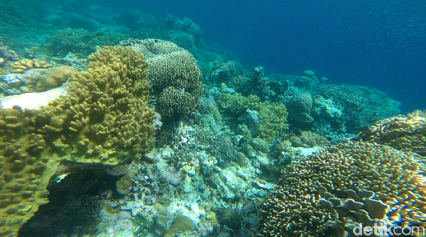 Bawah laut memang menjadi suguhan utama dari Wakatobi. Tak ayal, bawah lautnya yang indah menjadikan Wakatobi sebagai salah satu destinasi bawah laut terbaik di Indonesia sekaligus memasukannya dalam daftar 10 Bali Baru oleh pemerintah (Zaky Fauzi Azhar/detikTravel) Bawah laut memang menjadi suguhan utama dari Wakatobi. Tak ayal, bawah lautnya yang indah menjadikan Wakatobi sebagai salah satu destinasi bawah laut terbaik di Indonesia sekaligus memasukannya dalam daftar 10 Bali Baru oleh pemerintah (Zaky Fauzi Azhar/detikTravel)