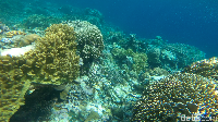 Bawah laut memang menjadi suguhan utama dari Wakatobi. Tak ayal, bawah lautnya yang indah menjadikan Wakatobi sebagai salah satu destinasi bawah laut terbaik di Indonesia sekaligus memasukannya dalam daftar 10 Bali Baru oleh pemerintah (Zaky Fauzi Azhar/detikTravel)
