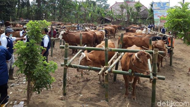 Secuil Potret Desa Wonoayu dalam Wujudkan Jatim Lumbung Sapi Nasional