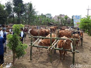 Heboh Penyakit Mulut dan Kuku Menular pada Ribuan Hewan Ternak di Jatim