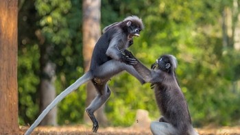 This is Sparta! Foto: Comedy Wildlife Photogaphy
