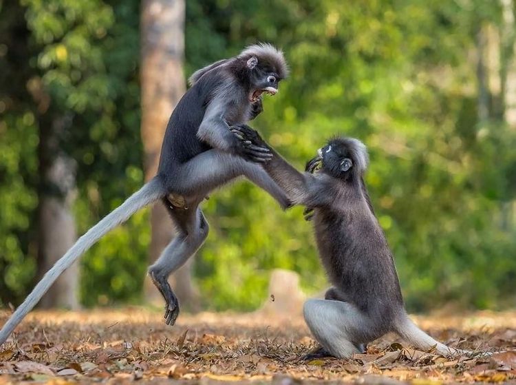 Deretan Finalis Foto Komedi Hewan Bikin Terpingkal