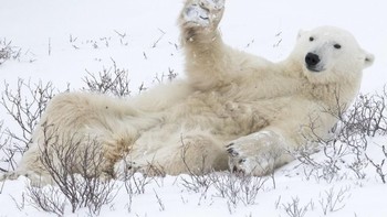 Sedang santai banget. Foto: Comedy Wildlife Photogaphy
