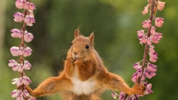 Sekitar 30% peserta dari kalangan profesional, mayoritas atau 70% dari para amatir yang menangkap foto kocak semacam ini. Foto: Comedy Wildlife Photogaphy