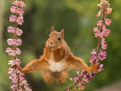 Deretan Finalis Foto Komedi Hewan Bikin Terpingkal