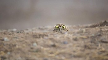 Ya, diadakannya kompetisi ini agar manusia semakin ingat untuk merawat hewan dan alam liar. Foto: Comedy Wildlife Photogaphy