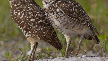 Burung hantu menguap kelelahan. Foto: Comedy Wildlife Photogaphy