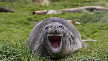 Tertawa lebar. Foto: Comedy Wildlife Photogaphy
