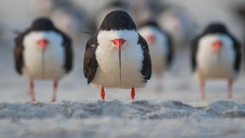 “Pertama, perlunya ada kontes foto yang ringan tentang hewan liar yang melakukan kelucuan,” tulis yayasan tersebut. Foto: Comedy Wildlife Photogaphy
