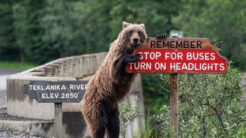 Aksi menggemaskan seekor beruang berpose di papan peringatan untuk pengunjung. Istimewa/Boredpanda.