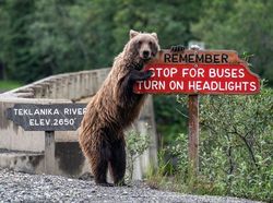 Melihat Tingkah Lucu Para Hewan dari Jepretan Kamera