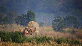 Saat tahu sedang difoto, gajah ini langsung memamerkan senyum indah dan mengangkat belalainya seperti sedang berpose ya. Istimewa/Boredpanda.