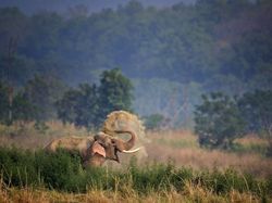 Melihat Tingkah Lucu Para Hewan dari Jepretan Kamera