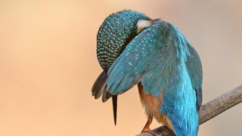 Burung pun bisa malu saat difoto disembunyi-sembunyi. Istimewa/Boredpanda.