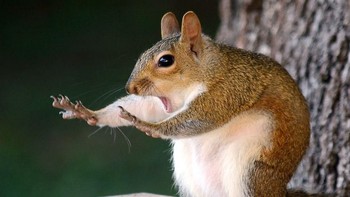 Foto salah satu fotografer yang masuk dalam nominasi Comedy Wildlife Photography Awards menampilkan seekor tupai dengan ekspresi kagetnya yang menggemaskan. Istimewa/Boredpanda.