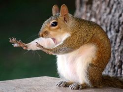 Melihat Tingkah Lucu Para Hewan dari Jepretan Kamera