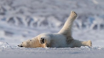 Lucunya seekor beruang kutub saat melakukan yoga. Istimewa/Boredpanda.