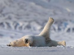 Melihat Tingkah Lucu Para Hewan dari Jepretan Kamera