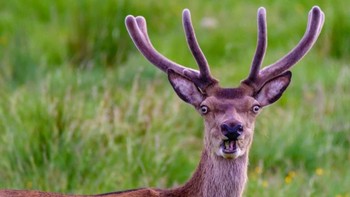 Tak hanya manusia yang pandai berpose lucu. Rusa pun tak mau kalah memamerkan kemampuannya berpose lucu saat dijepret kamera. Istimewa/Boredpanda.