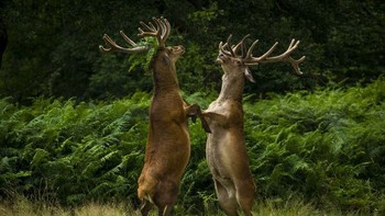 Saat seekor rusa hutan berdiri berhadapan seperti ini, seperti melihat rusan hutan itu sedang berkaca ya. Istimewa/Boredpanda.