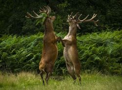 Melihat Tingkah Lucu Para Hewan dari Jepretan Kamera