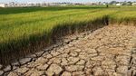 Kekeringan Mulai Landa Beberapa Wilayah di Indonesia