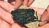 Cacing palolo dapat ditemukan di karang yang berada di Samoa. Cacing yang masih hidup dan sedikit penuh lumpur ini, biasanya dimakan dengan irisan roti. Sering disebut sebagai caviar-nya pulau Samoa. Foto: Istimewa